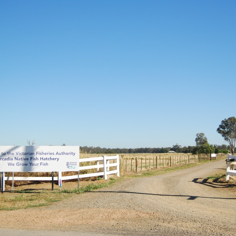 Arcadia Native Fish Hatchery Visitor Centre & Giant Murray Cod