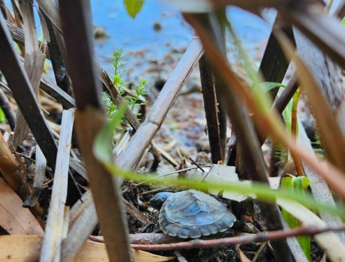 Baby Broad Shelled Turtle - Photo by Ruby Keen-Smith