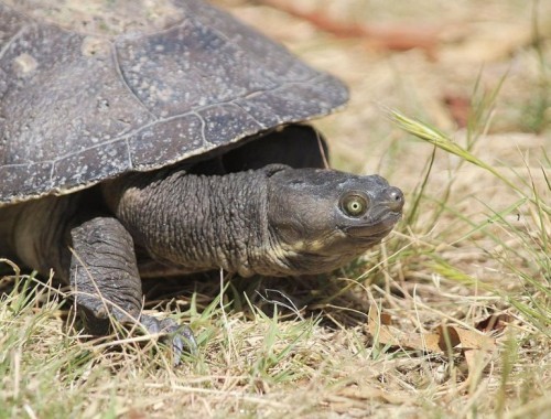 Murray Short-necked Turtle - Photo by Kirstie Fullerton