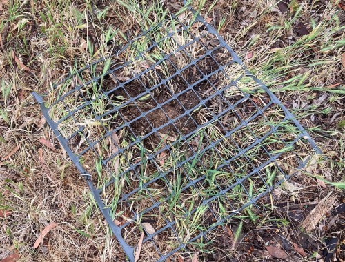 Turtle Nest Protection Photo Tatura Turtles