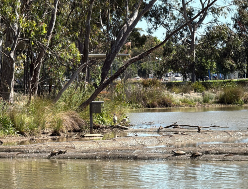 Victoria Park Lake Turtles - November 2025 4