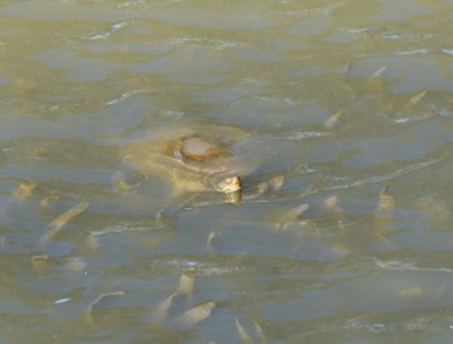 Victoria Park Lake Turtles - November 2025 6