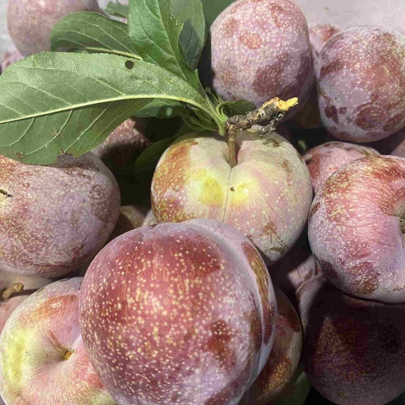 Boris's Fruit Shed