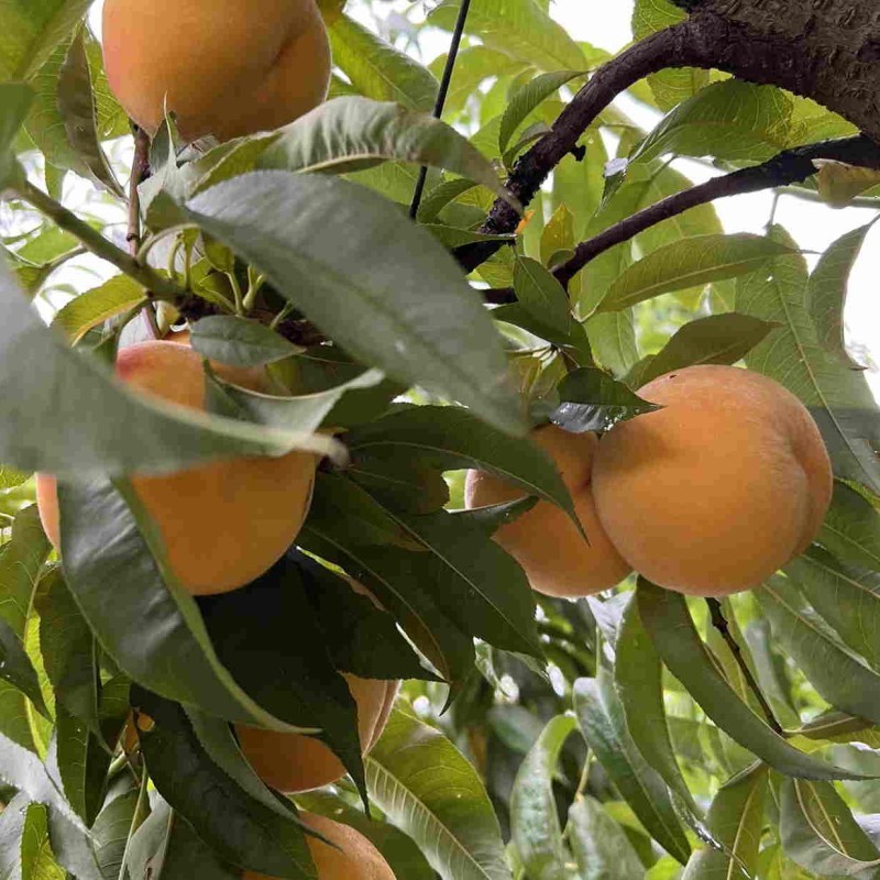 Boris's Fruit Shed