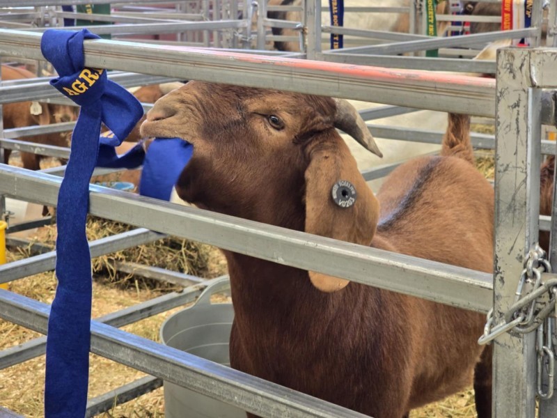 149th Annual Shepparton Show