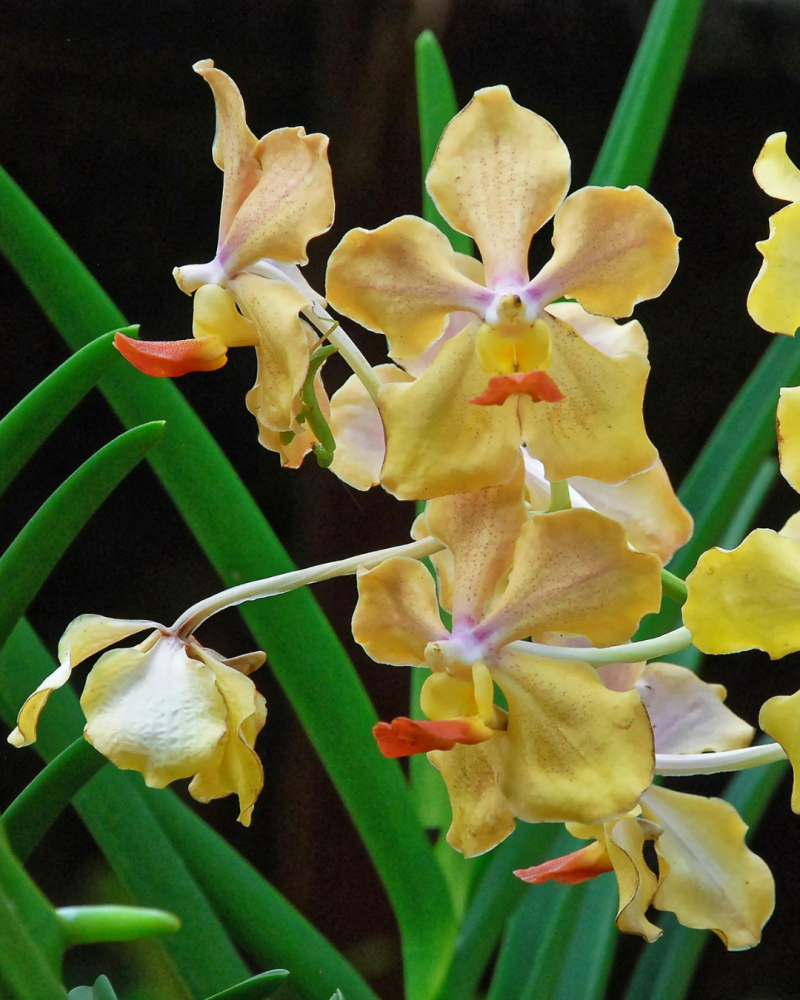 Victorian Country Orchid Clubs Challenge 2026