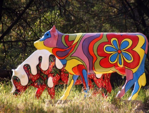 Cows in the field
