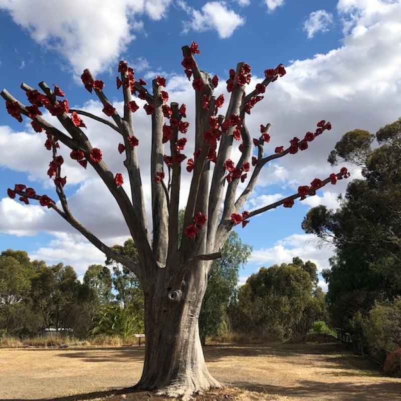 Dookie Flowering Sugar Gum
