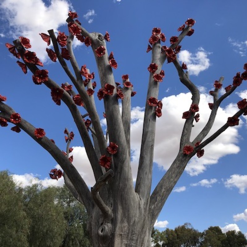 Dookie Flowering Sugar Gum
