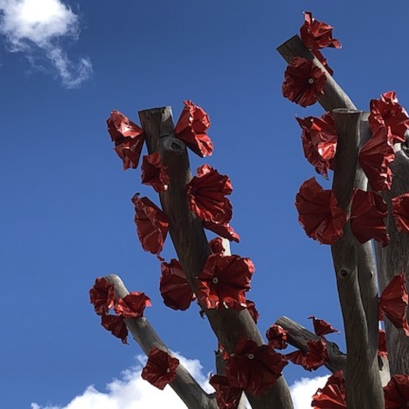 Dookie Flowering Sugar Gum