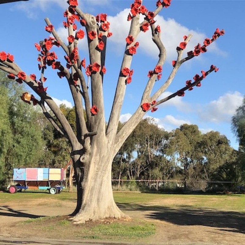 Dookie Flowering Sugar Gum