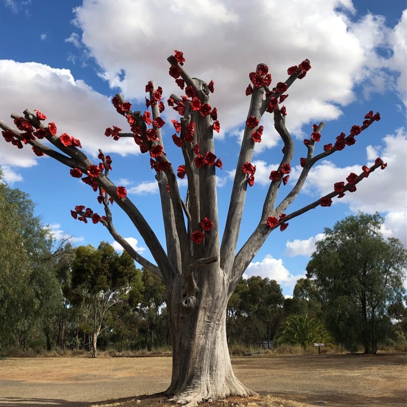 Dookie Flowering Sugar Gum