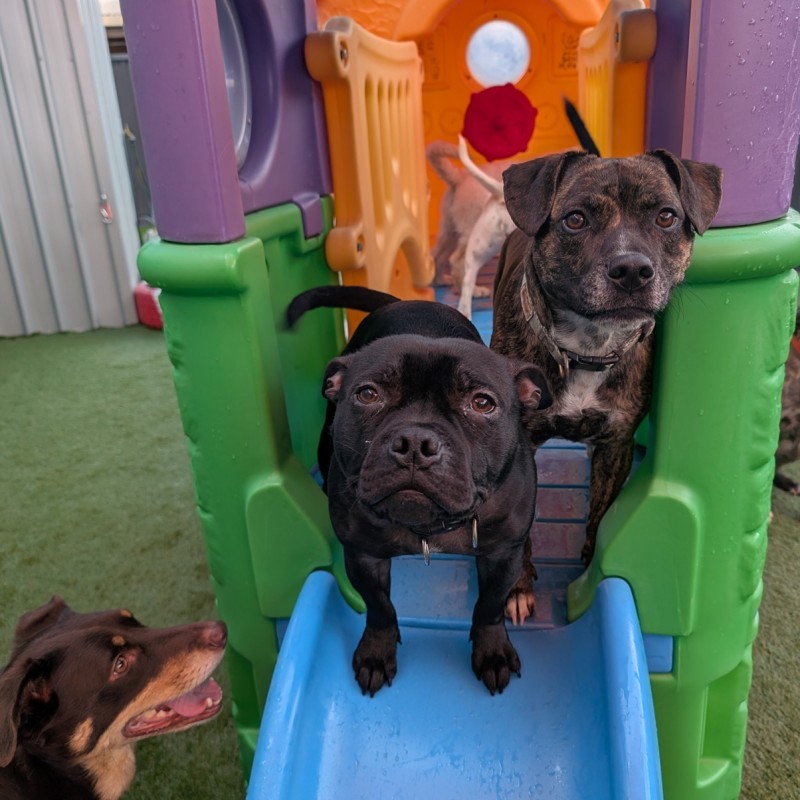 Unleashed Dog Training & Daycare