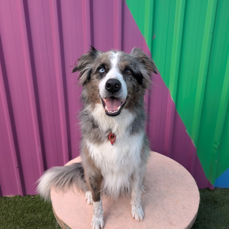 Unleashed Dog Training & Daycare