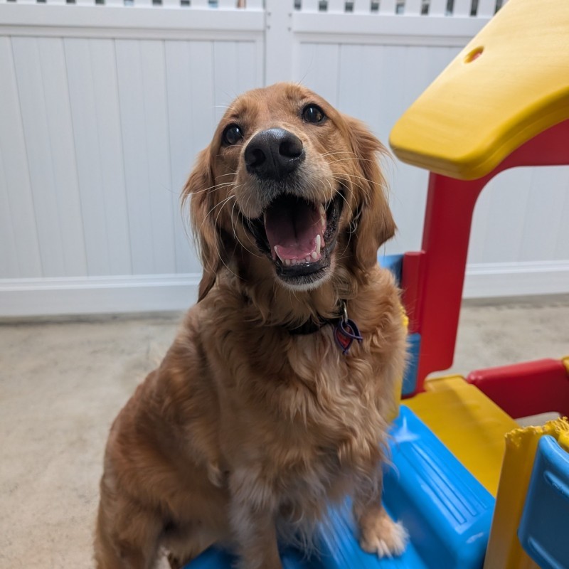 Unleashed Dog Training & Daycare