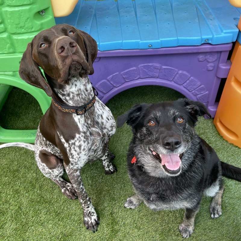 Unleashed Dog Training & Daycare