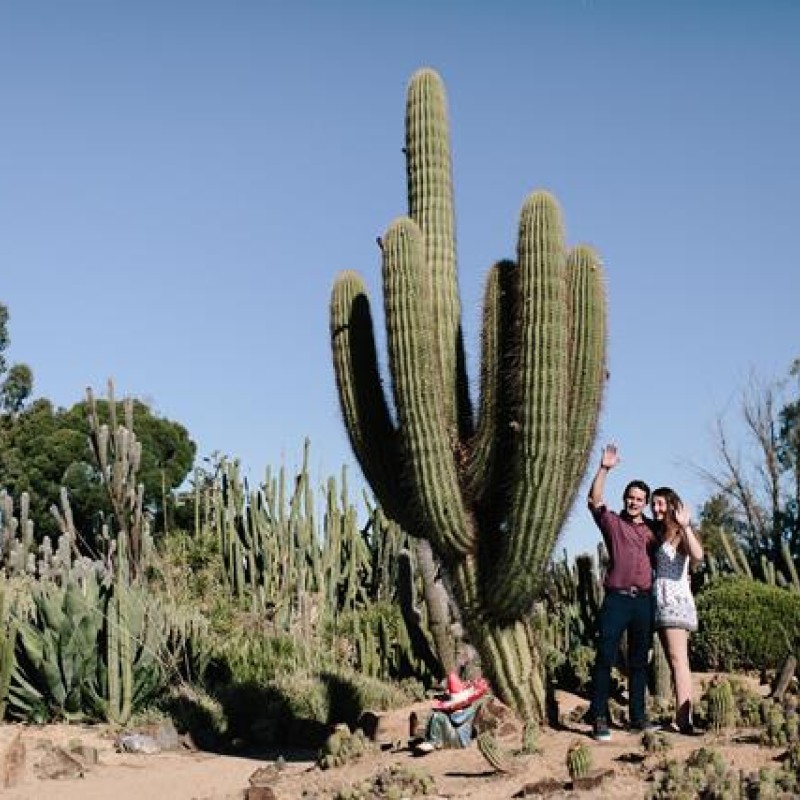 Cactus Country