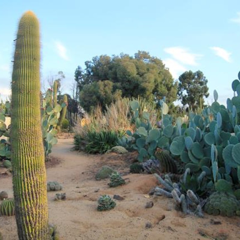 Cactus Country