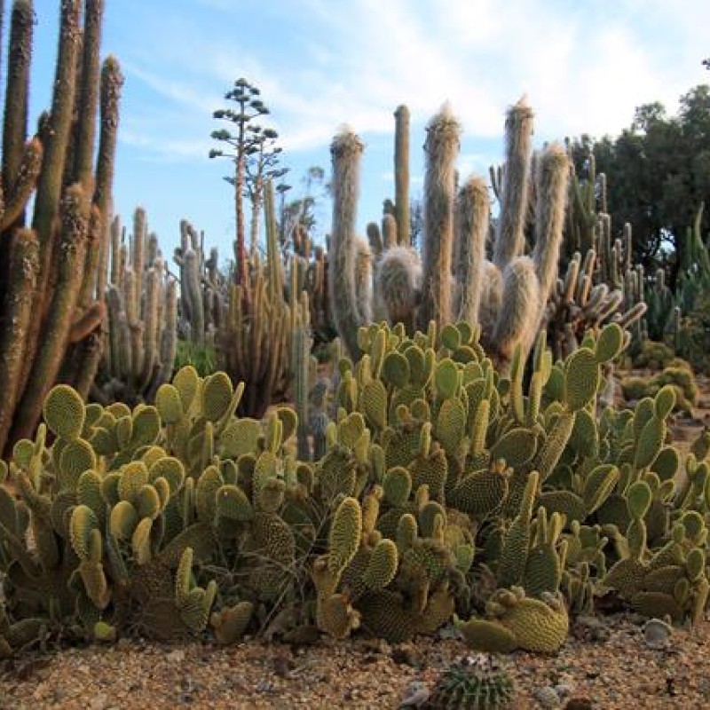 Cactus Country