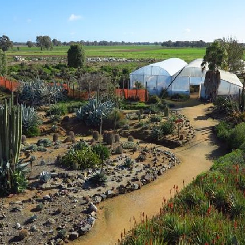 Cactus Country