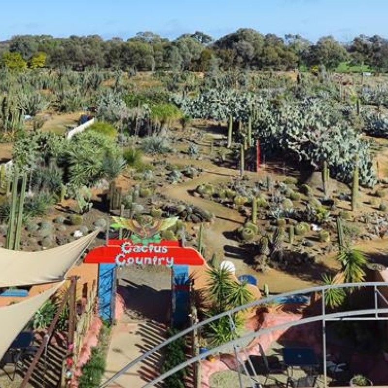 Cactus Country