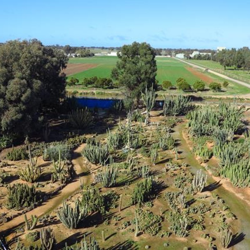 Cactus Country