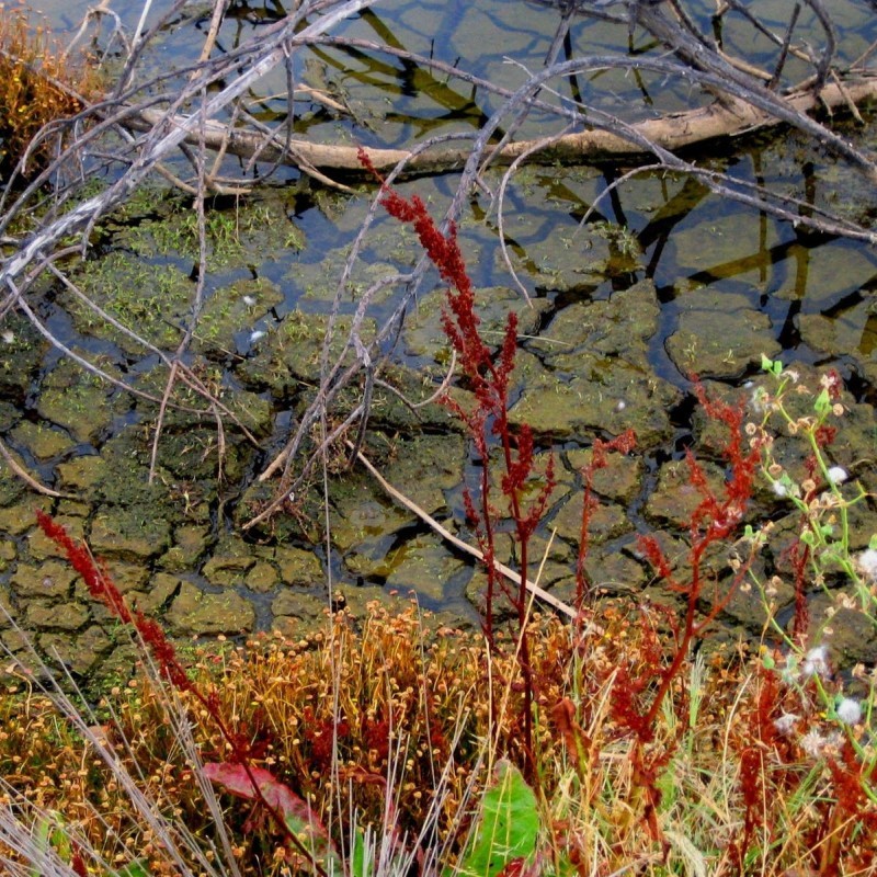 Cussen Park