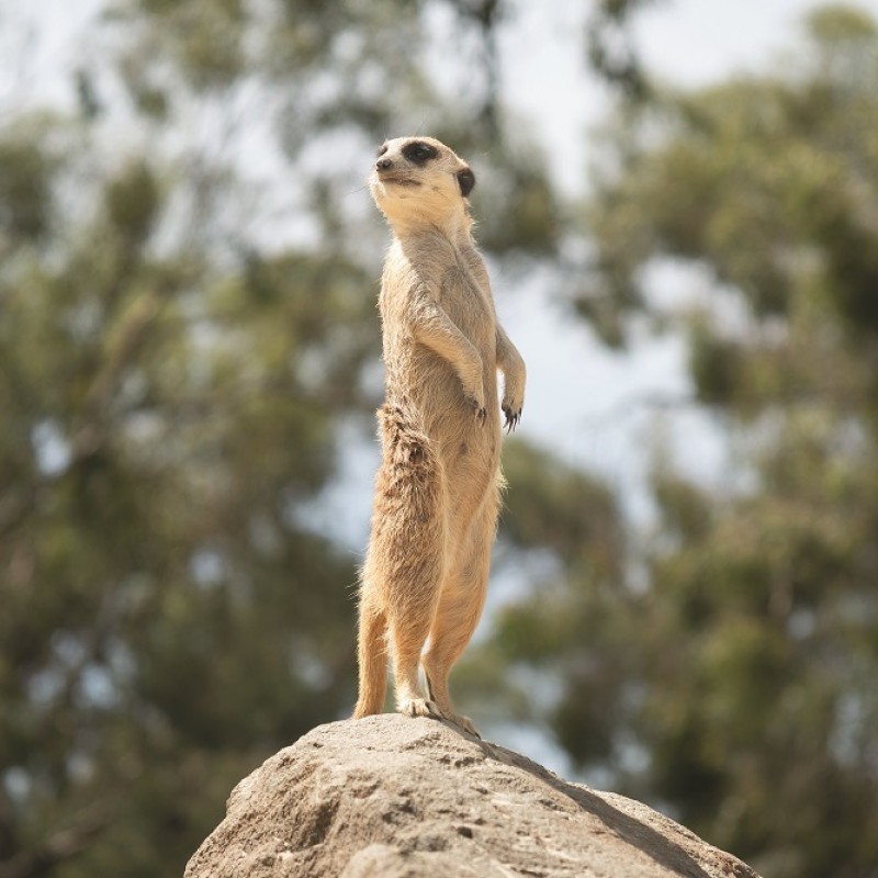 Kyabram Fauna Park