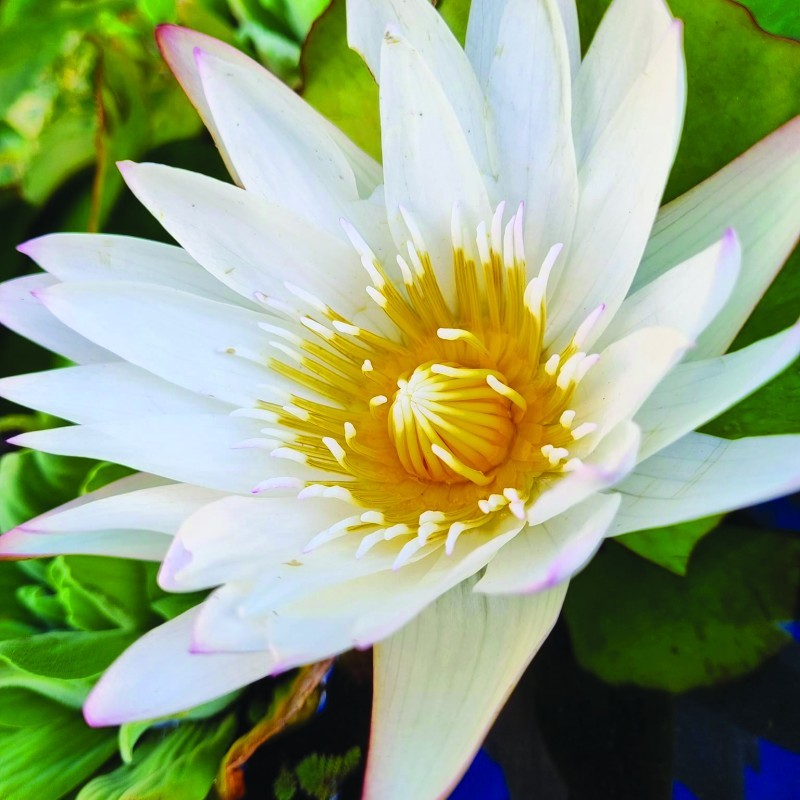 Flourish on McLennan
