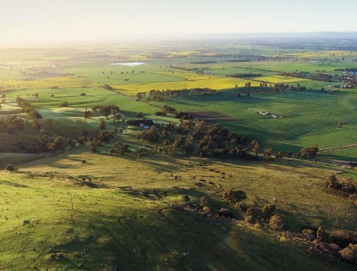 Mount Major Dookie Canola Crops - August 2023 - 2