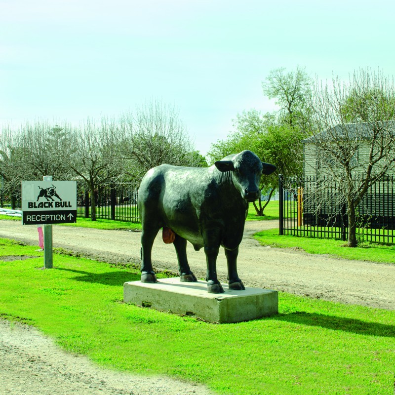 The Black Bull